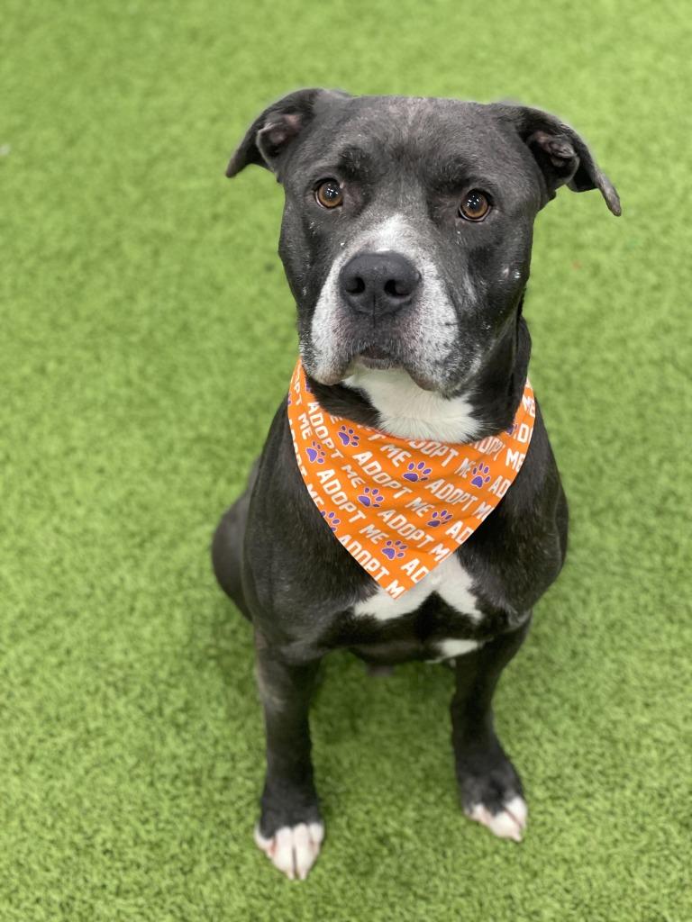 Atlas, Adoptable, Adult Male Mixed Breed.