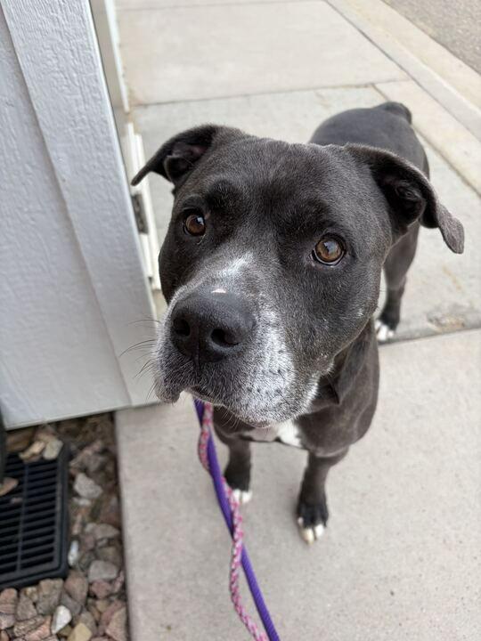 Atlas, Adoptable, Adult Male Mixed Breed.