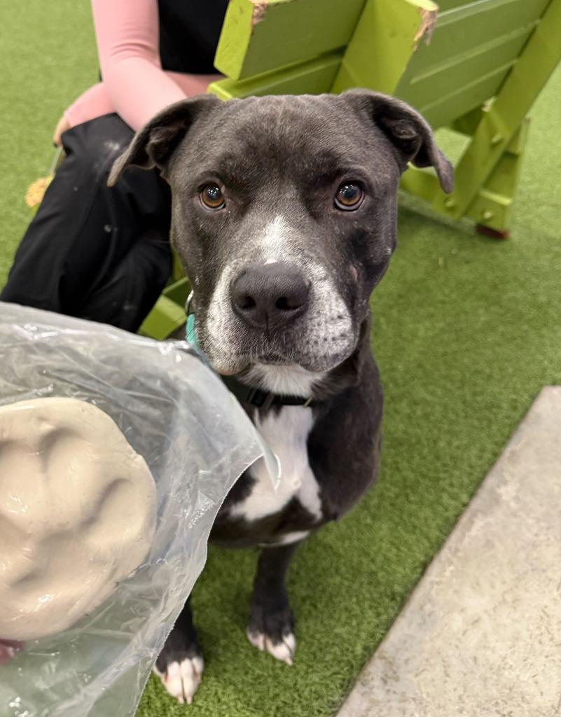 Enlarge Atlas, a Adoptable Mixed Breed in Minot, ND image 1/6