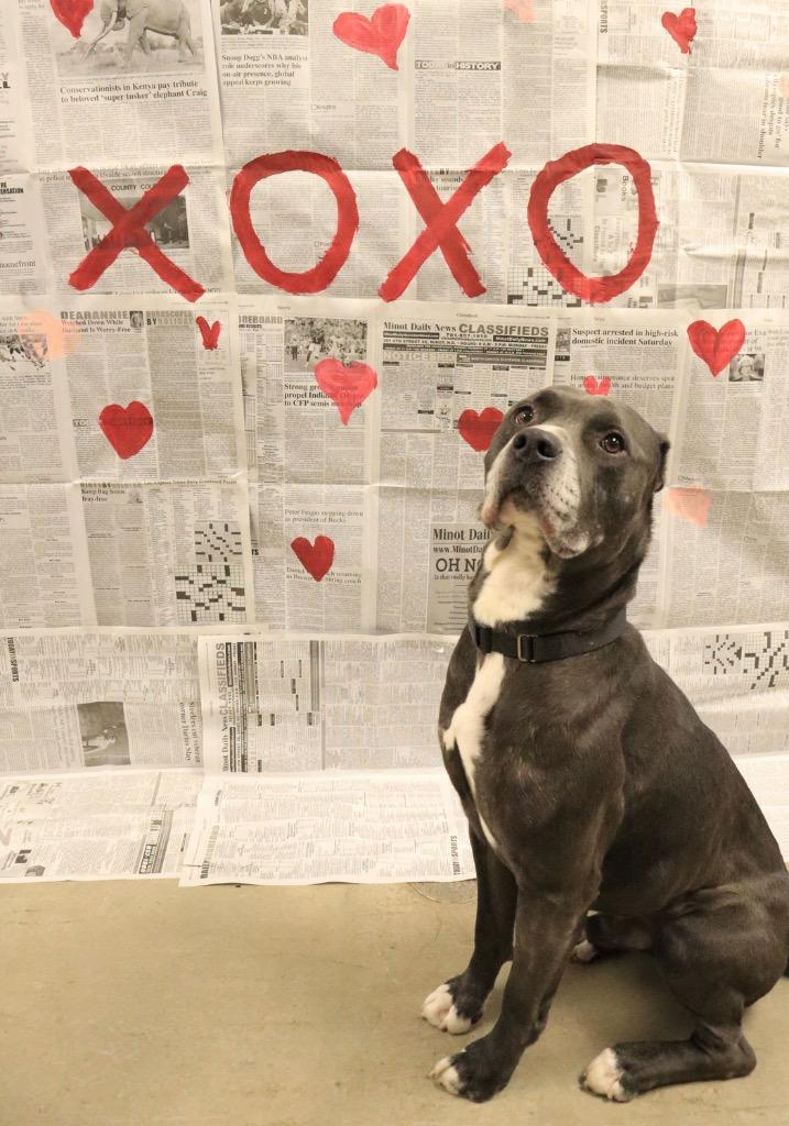 Enlarge Atlas, a Adoptable Mixed Breed in Minot, ND image 3/6