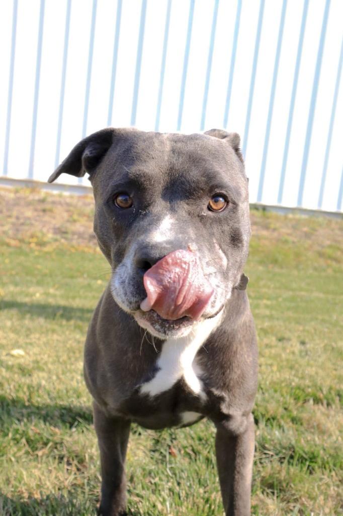 Enlarge Atlas, a Adoptable Mixed Breed in Minot, ND image 2/6
