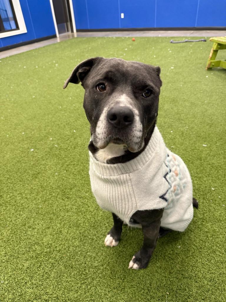 Enlarge Atlas, a Adoptable Mixed Breed in Minot, ND image 3/6