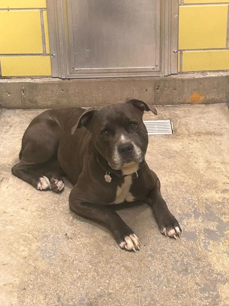 Enlarge Atlas, a Adoptable Mixed Breed in Minot, ND image 6/6