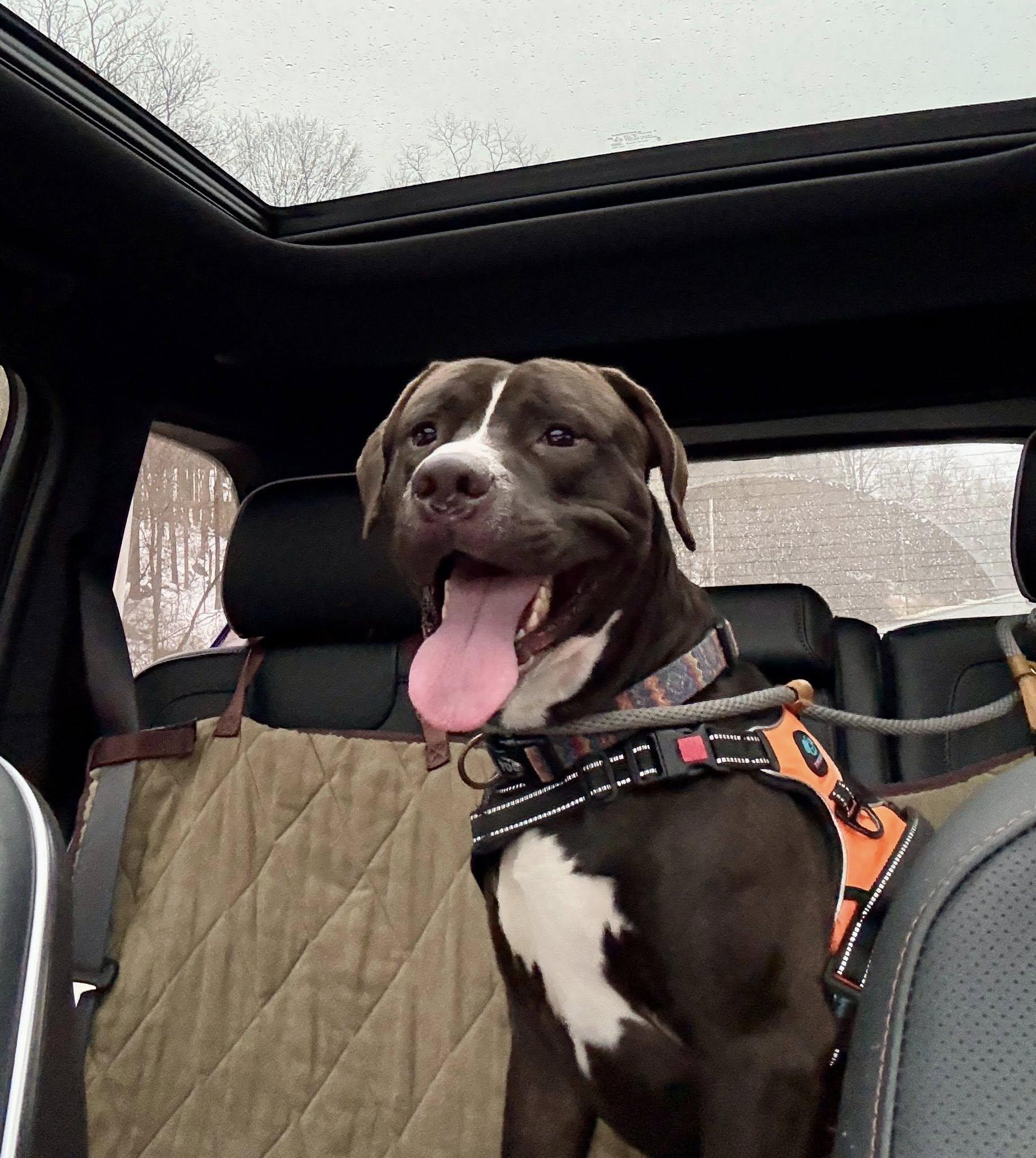 Enlarge Jax, a ADOPTABLE mixed breed in Ossining, NY image 2/2