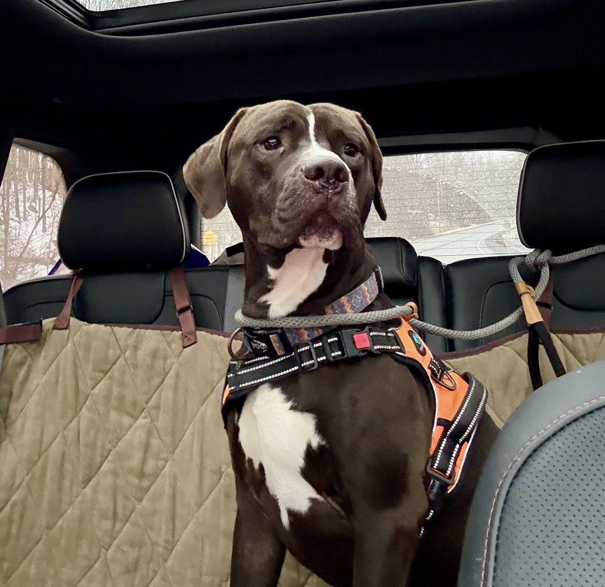 Jax, ADOPTABLE, Adult Male Pit Bull Terrier.