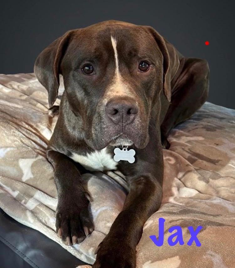 Jax, ADOPTABLE, Adult Male Pit Bull Terrier.