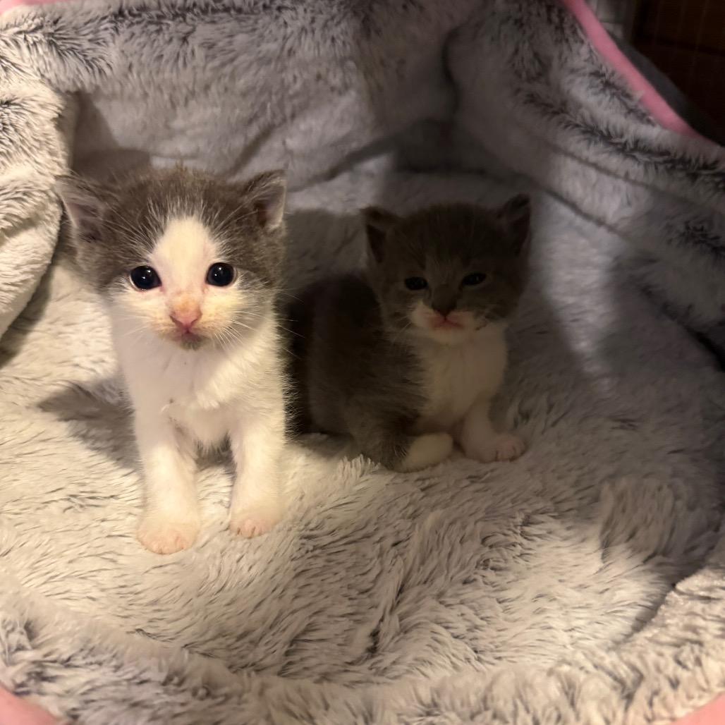Medley *Meet me at Eagan Petsmart* photo