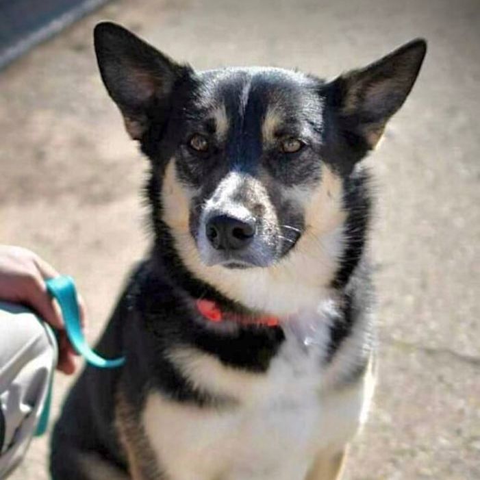 Buzz, Adopted, Young Male Shepherd.