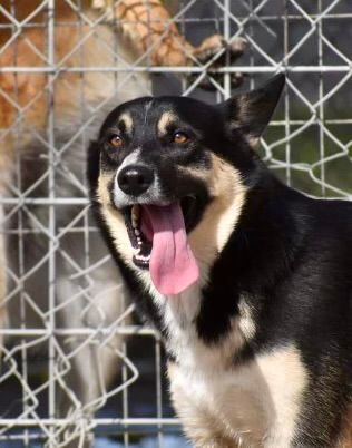 Enlarge Buzz, a Adopted mixed breed in Hagerman, NM image 2/8