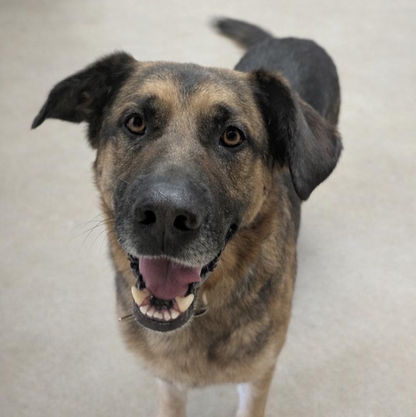 Tate, adoptable, Adult Male German Shepherd Dog & Golden Retriever.