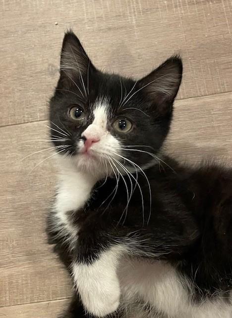 Cabbage (LE) - Adoptable Pet | Petfinder | Petfinder