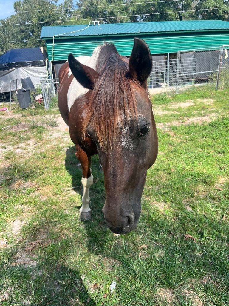 Tailor, Adoptable, Senior Female Paint / Pinto.