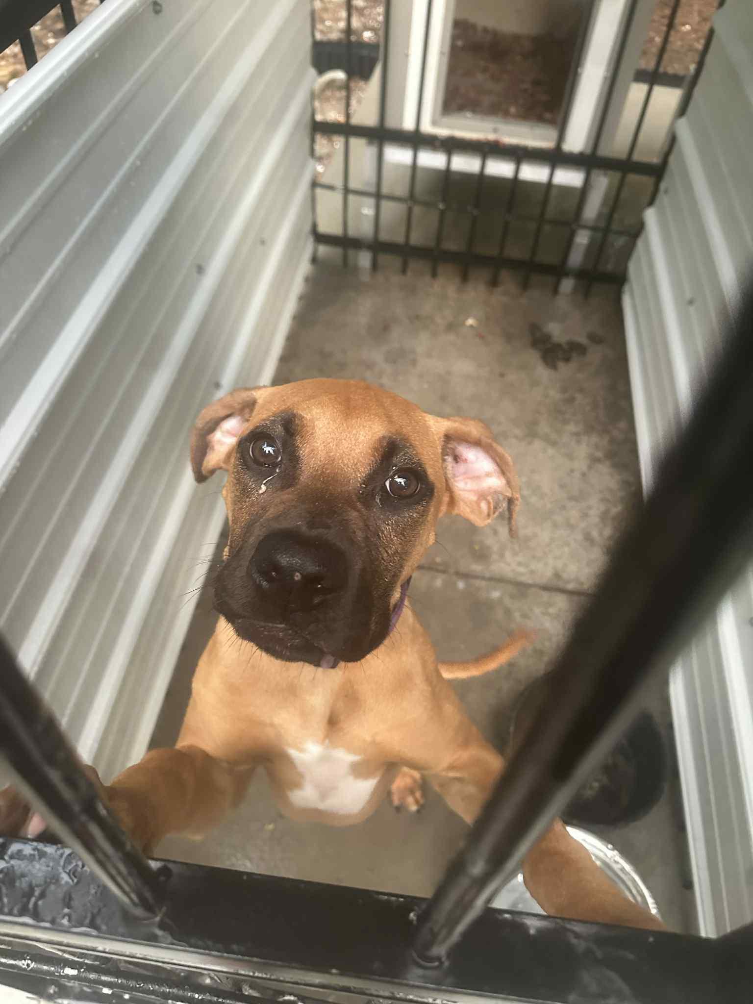 Tucker II - ADOPTION PENDING!!!, Adoptable, Young Male Boxer.