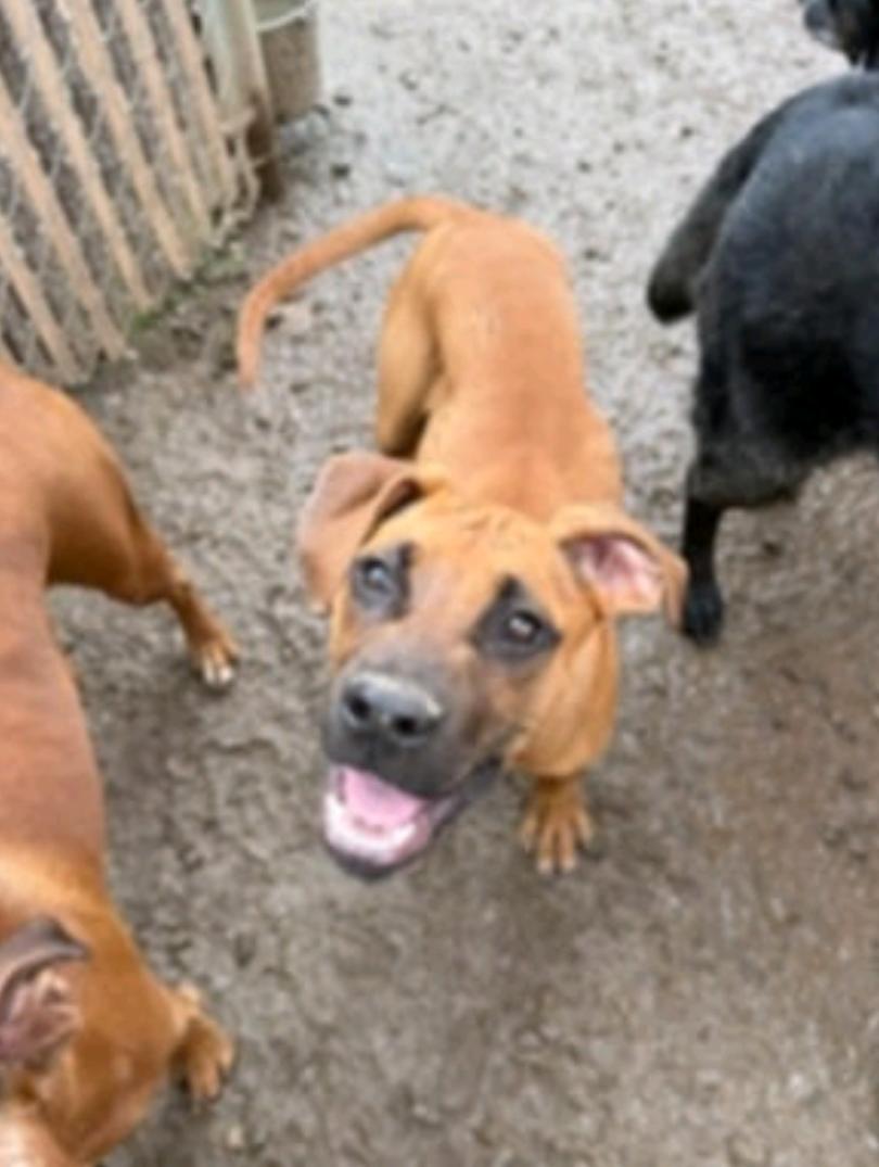 Enlarge Tucker II - ADOPTION PENDING!!!, a Adoptable Boxer in Shakopee, MN image 2/2