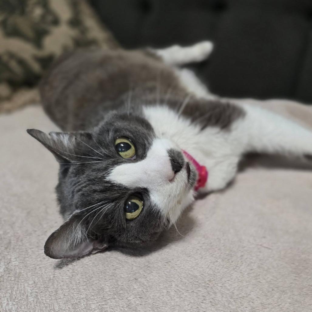 Mayflower — thumbnail 2