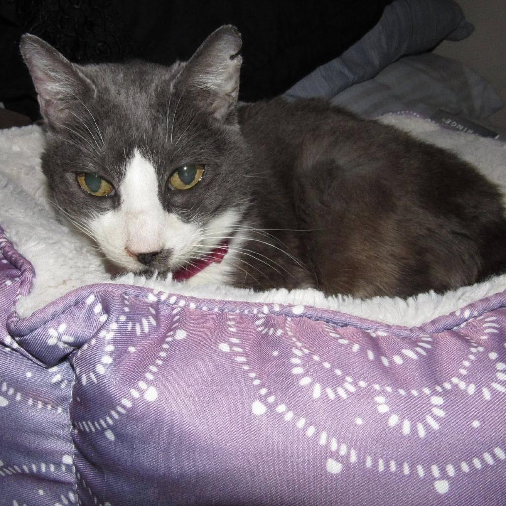 Mayflower — thumbnail 3