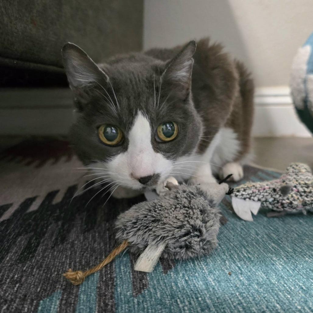 Mayflower — thumbnail 5