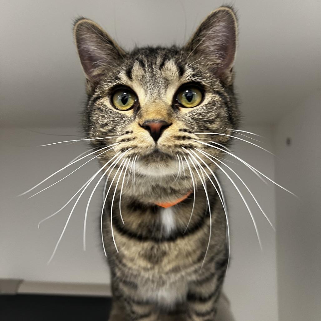 Enlarge Goggles, a Adoptable Domestic Short Hair in Fort Wayne, IN image 1/2