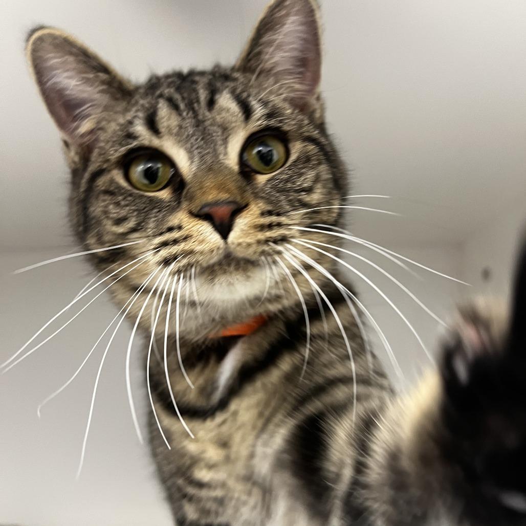 Enlarge Goggles, a Adoptable Domestic Short Hair in Fort Wayne, IN image 2/2