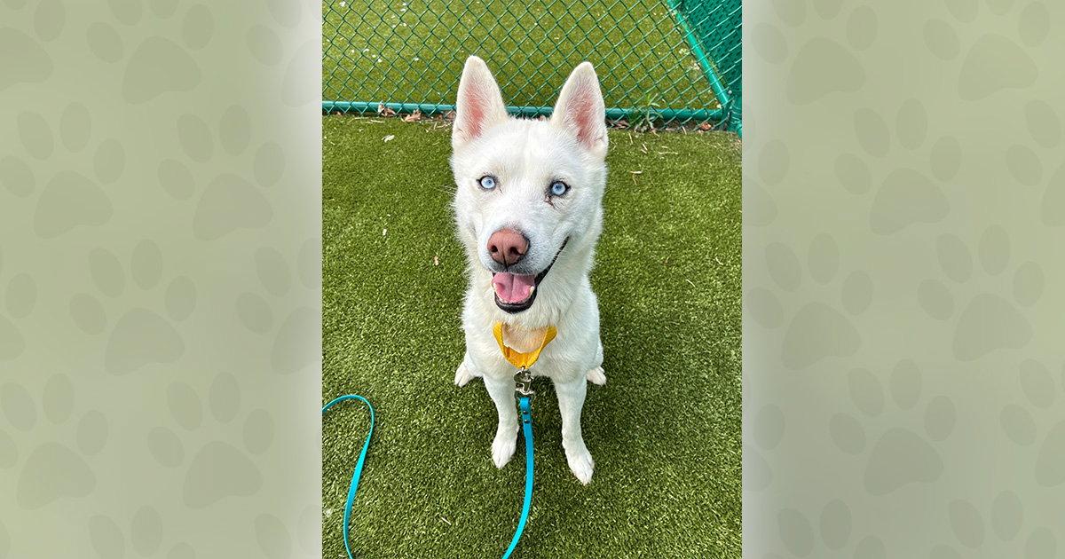 Calypso, a Adoptable Mixed Breed in Weaverville, NC image 2/3