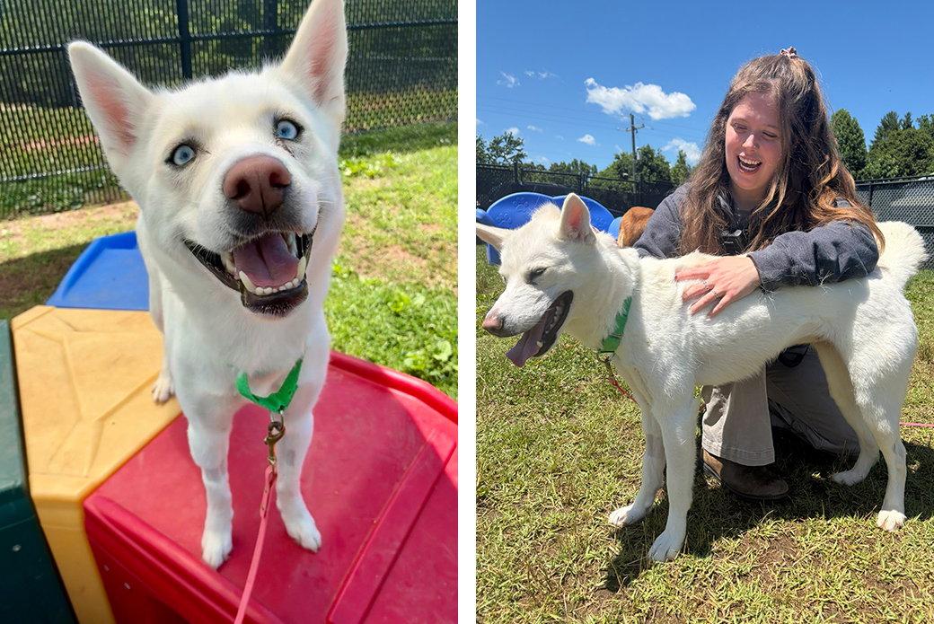 Calypso, a Adoptable Mixed Breed in Weaverville, NC image 3/3