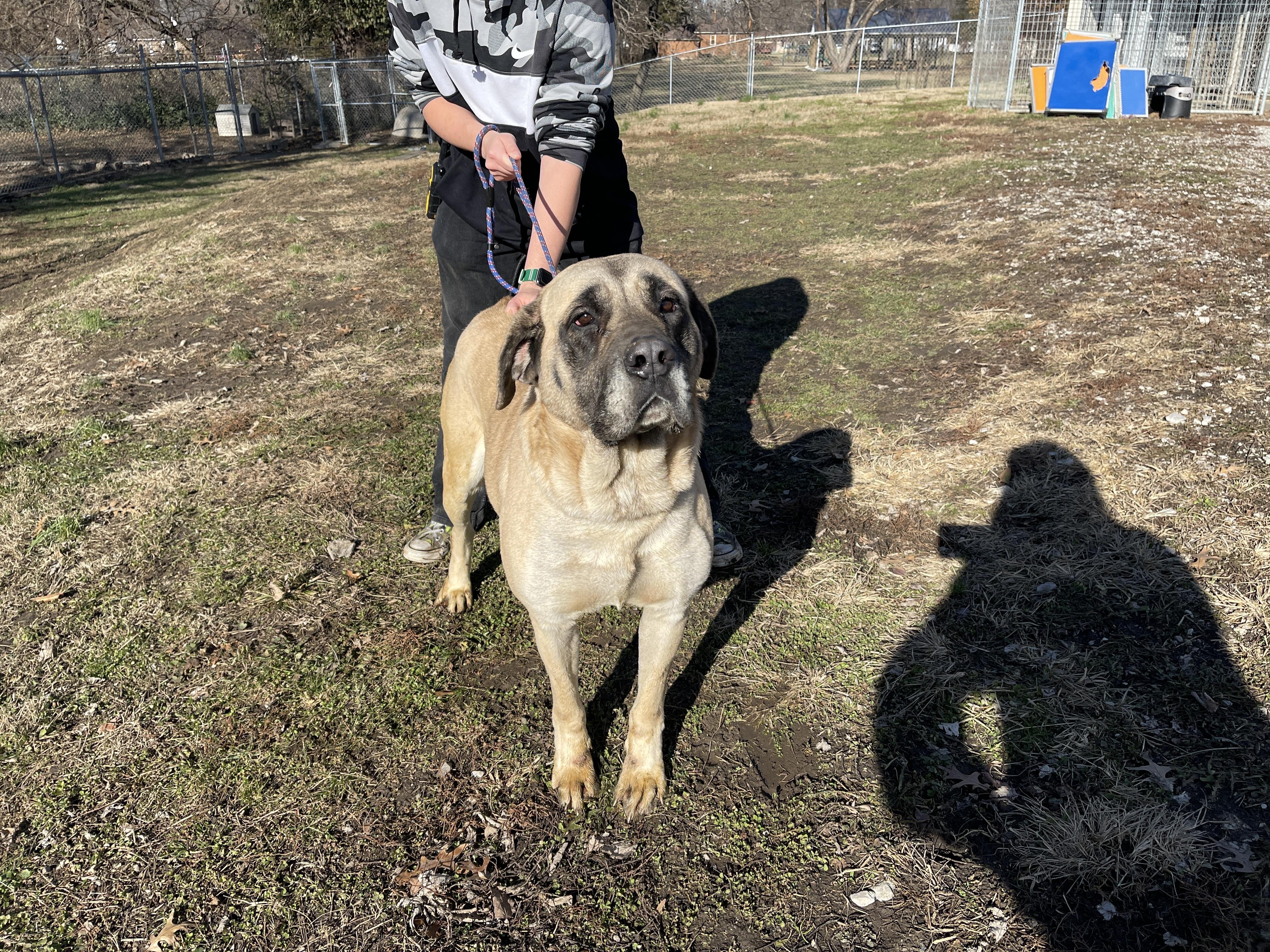 Bailey, Adopted, Adult Female Mastiff.