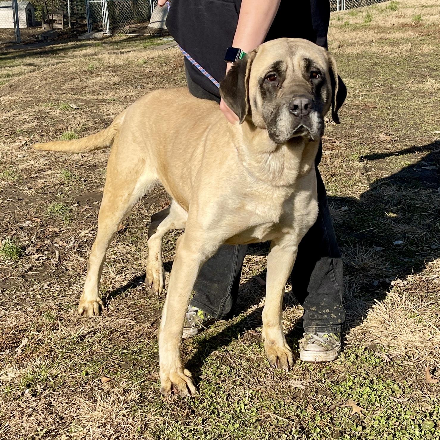 Enlarge Bailey, a Adopted Mastiff in Terre Haute, IN image 2/4