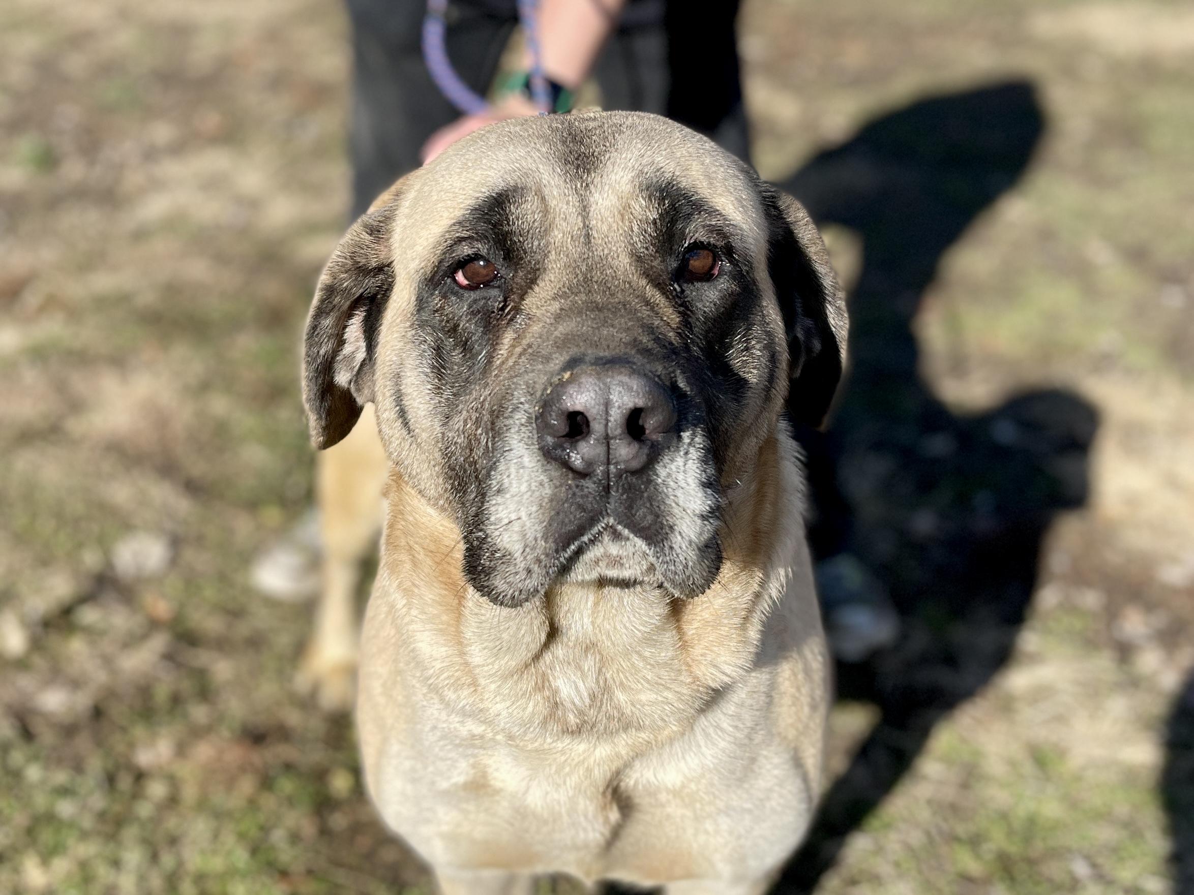 Enlarge Bailey, a Adopted Mastiff in Terre Haute, IN image 3/4