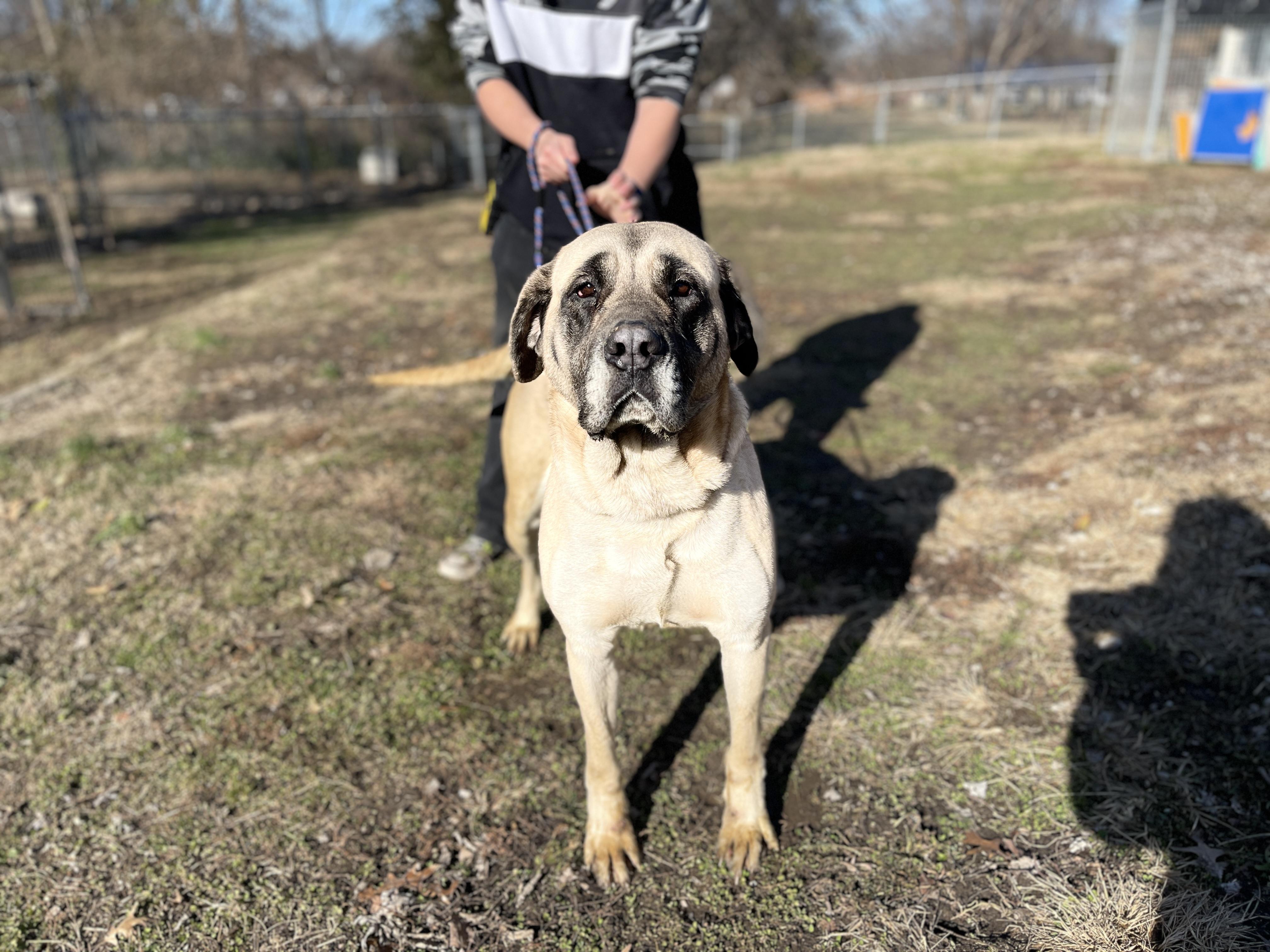 Enlarge Bailey, a Adopted Mastiff in Terre Haute, IN image 4/4