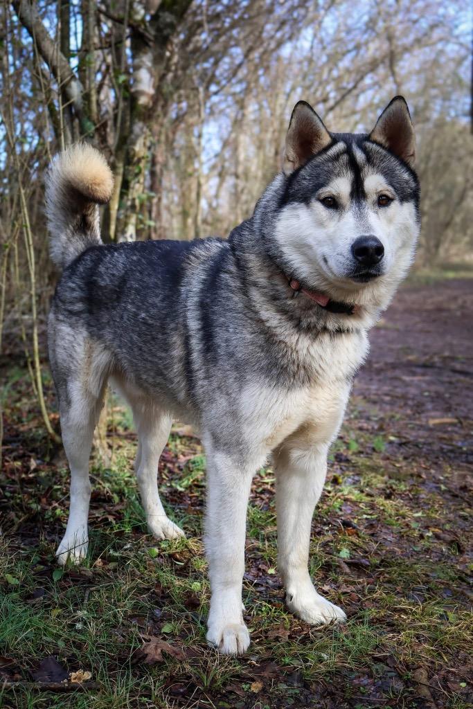 Enlarge Tedi, a Adoptable Husky in Columbia, TN image 1/5
