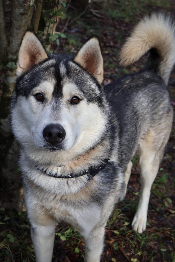 Enlarge Tedi, a Adoptable Husky in Columbia, TN image 2/5