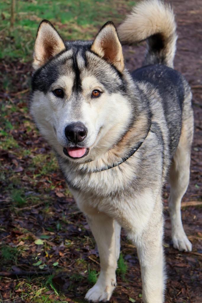 Enlarge Tedi, a Adoptable Husky in Columbia, TN image 3/5