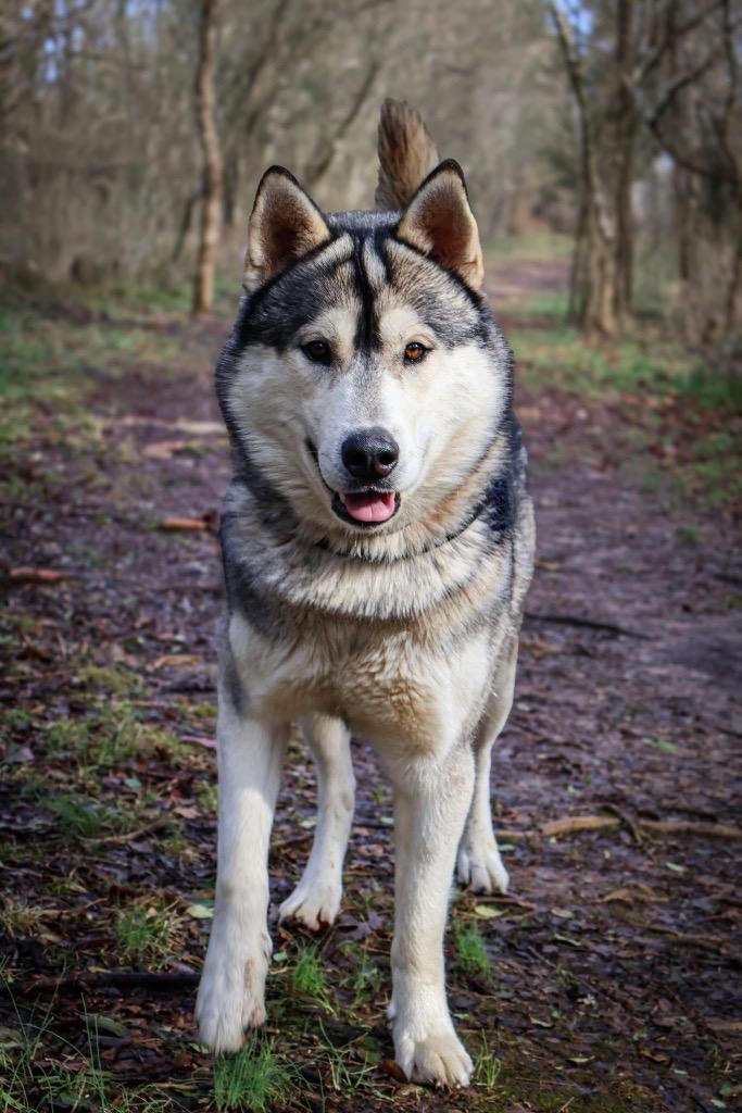 Enlarge Tedi, a Adoptable Husky in Columbia, TN image 4/5