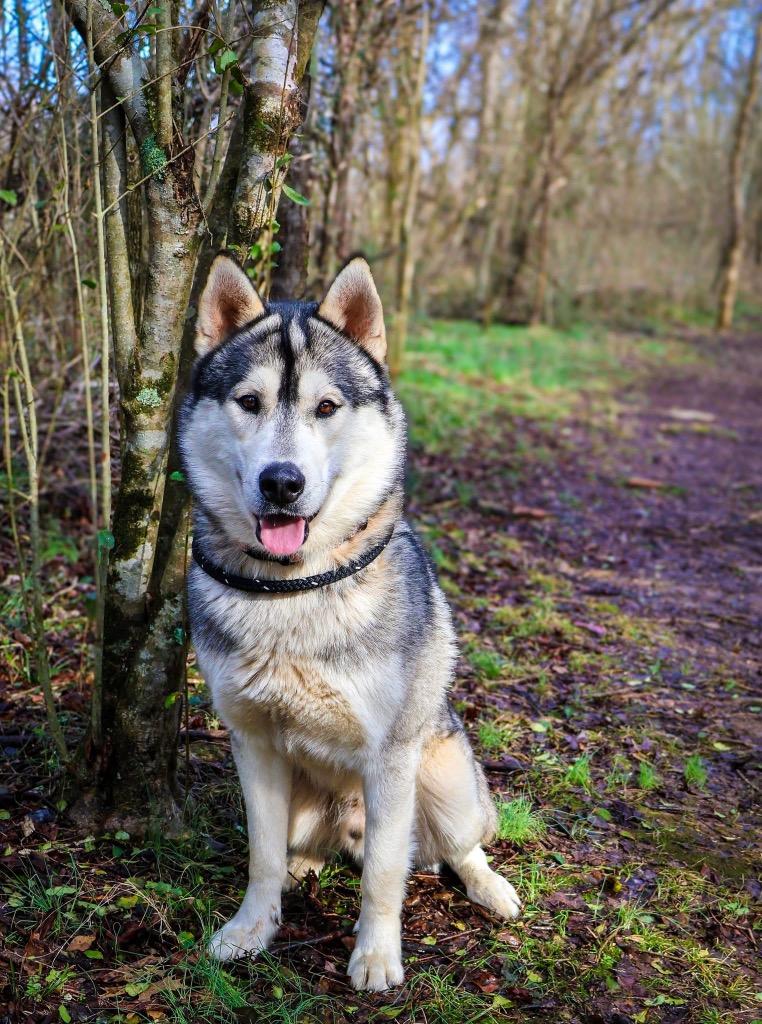 Enlarge Tedi, a Adoptable Husky in Columbia, TN image 5/5