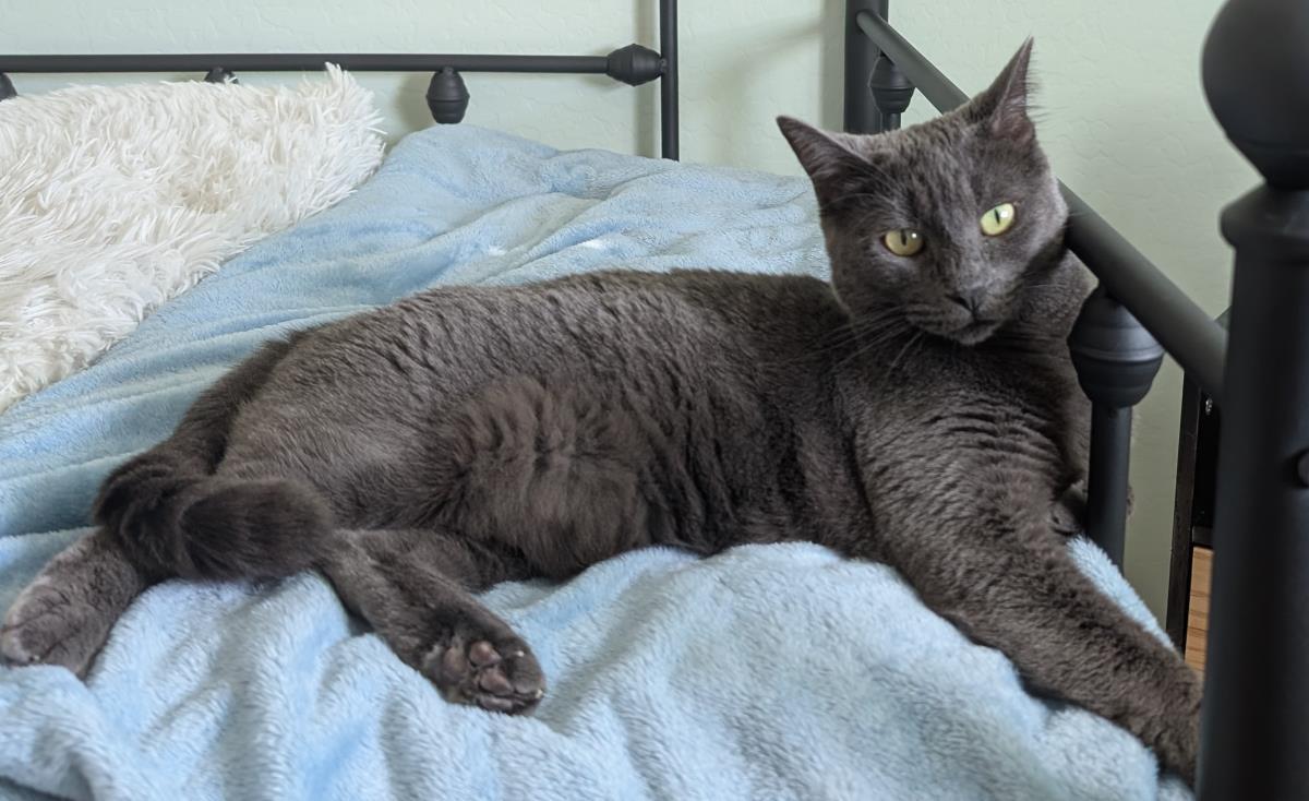 Misty Rene Perri, Adoptable, Adult Female Domestic Short Hair & Russian Blue.
