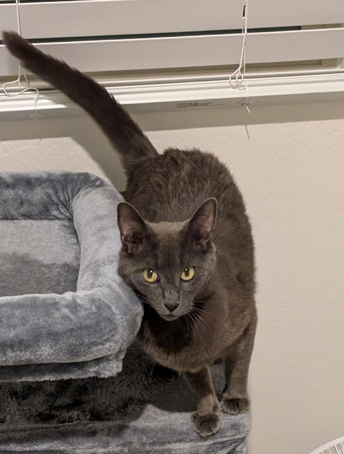 Enlarge Misty Rene Perri, a Adoptable mixed breed in Chandler, AZ image 3/3