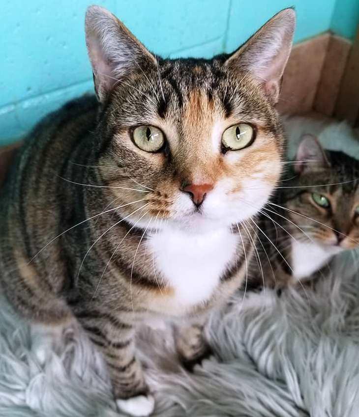 Enlarge Jewel, a Adoptable Calico in Naples, FL image 1/6