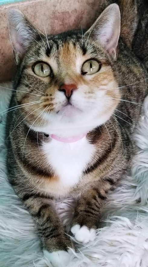 Enlarge Jewel, a Adoptable Calico in Naples, FL image 2/6