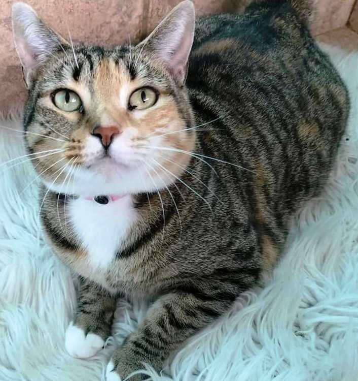 Enlarge Jewel, a Adoptable Calico in Naples, FL image 3/6