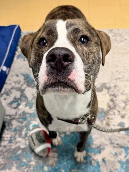 OJ (aka Otis), Adoptable, Adult Male Mixed Breed & Mixed Breed.