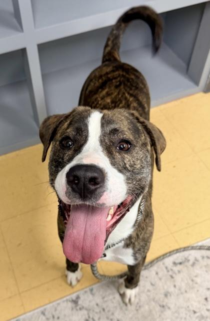 OJ (aka Otis), a Adoptable mixed breed in Cincinnati, OH image 2/3