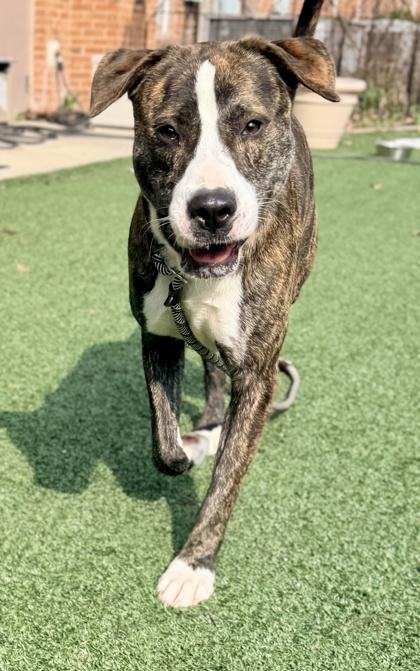 OJ (aka Otis), a Adoptable mixed breed in Cincinnati, OH image 3/3