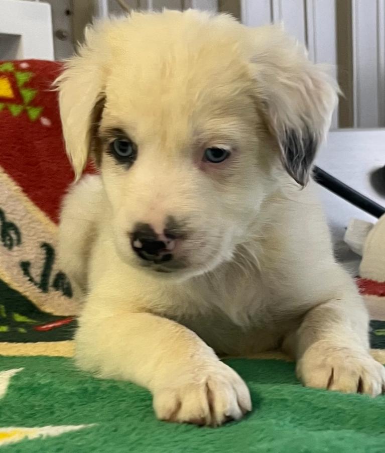 Comet, Adoptable, Puppy Male Australian Shepherd.