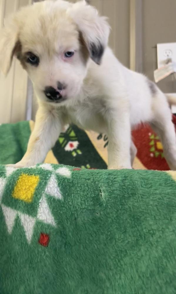 Comet, a Adoptable mixed breed in Mocksville, NC image 2/2