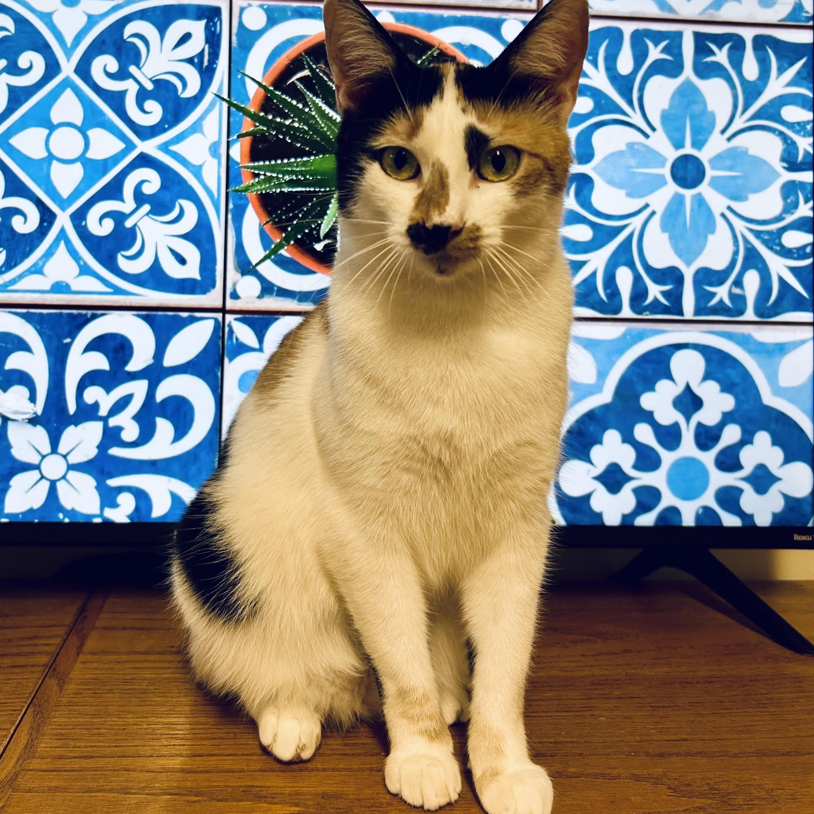 Hen-rieta, Young Female Domestic Short Hair