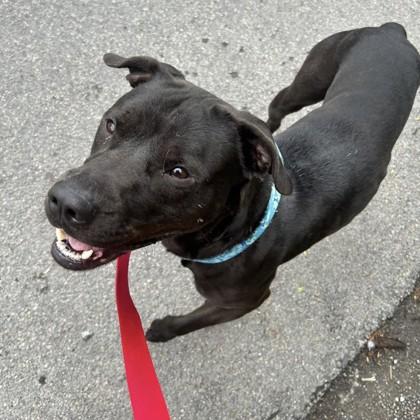 Enlarge Milo, a Adoptable mixed breed in Syracuse, NY image 1/1