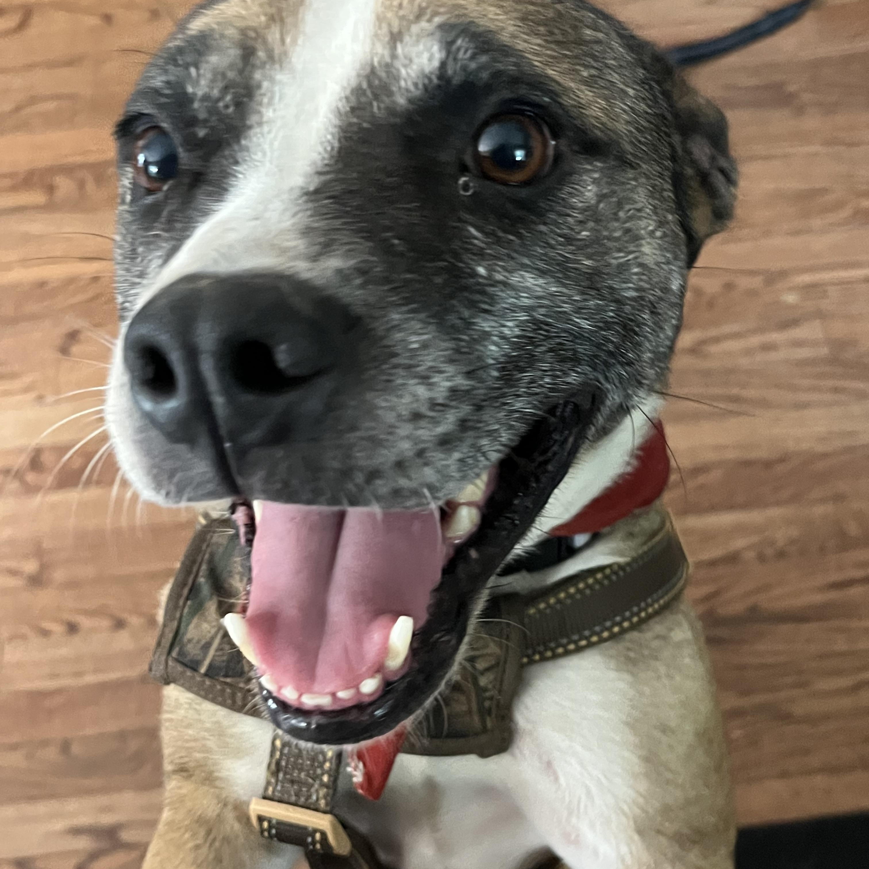 Enlarge Kesha, a Adoptable mixed breed in Airville, PA image 1/6