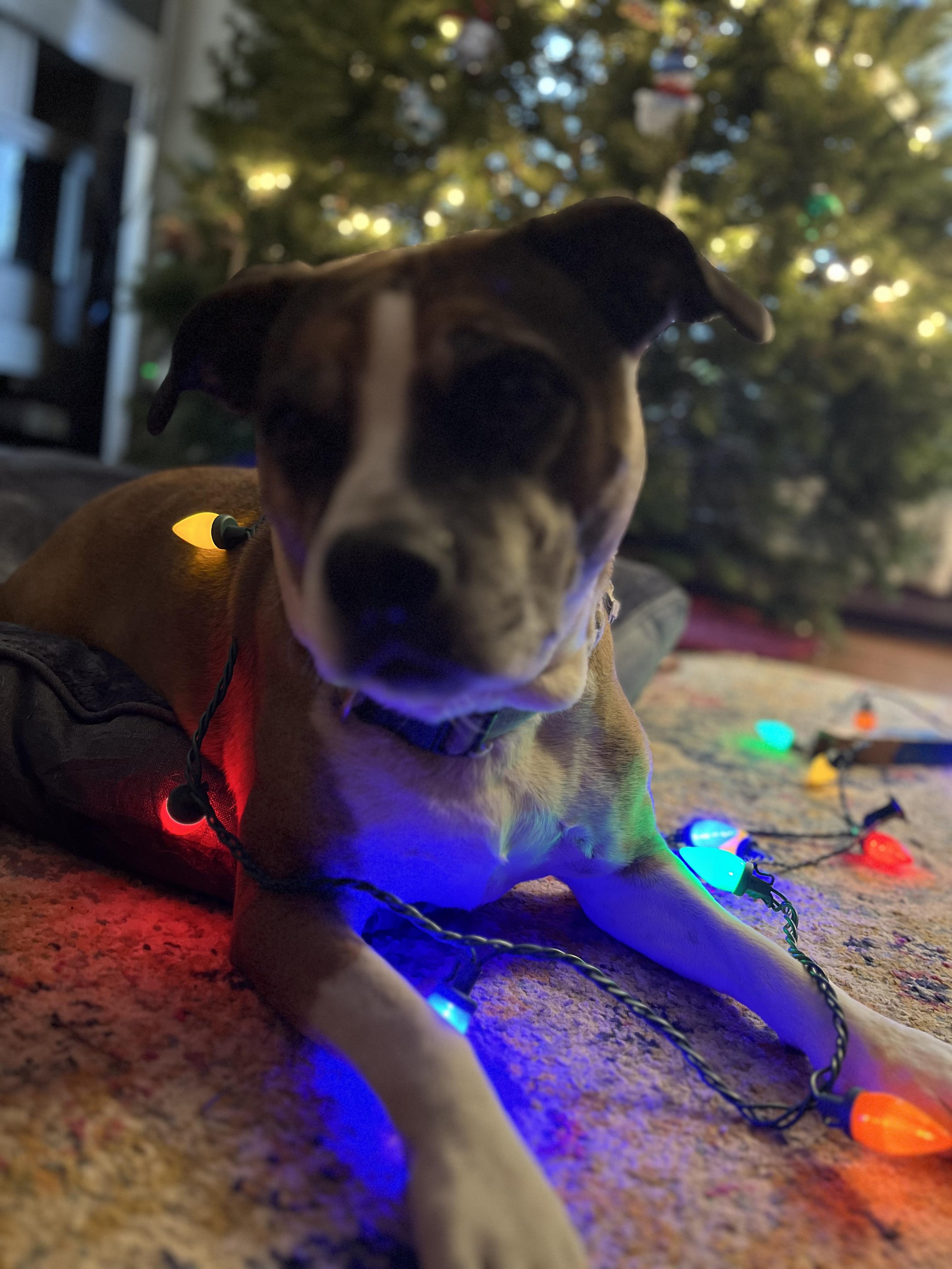 Kesha, Adoptable, Adult Female Pit Bull Terrier & Boxer.