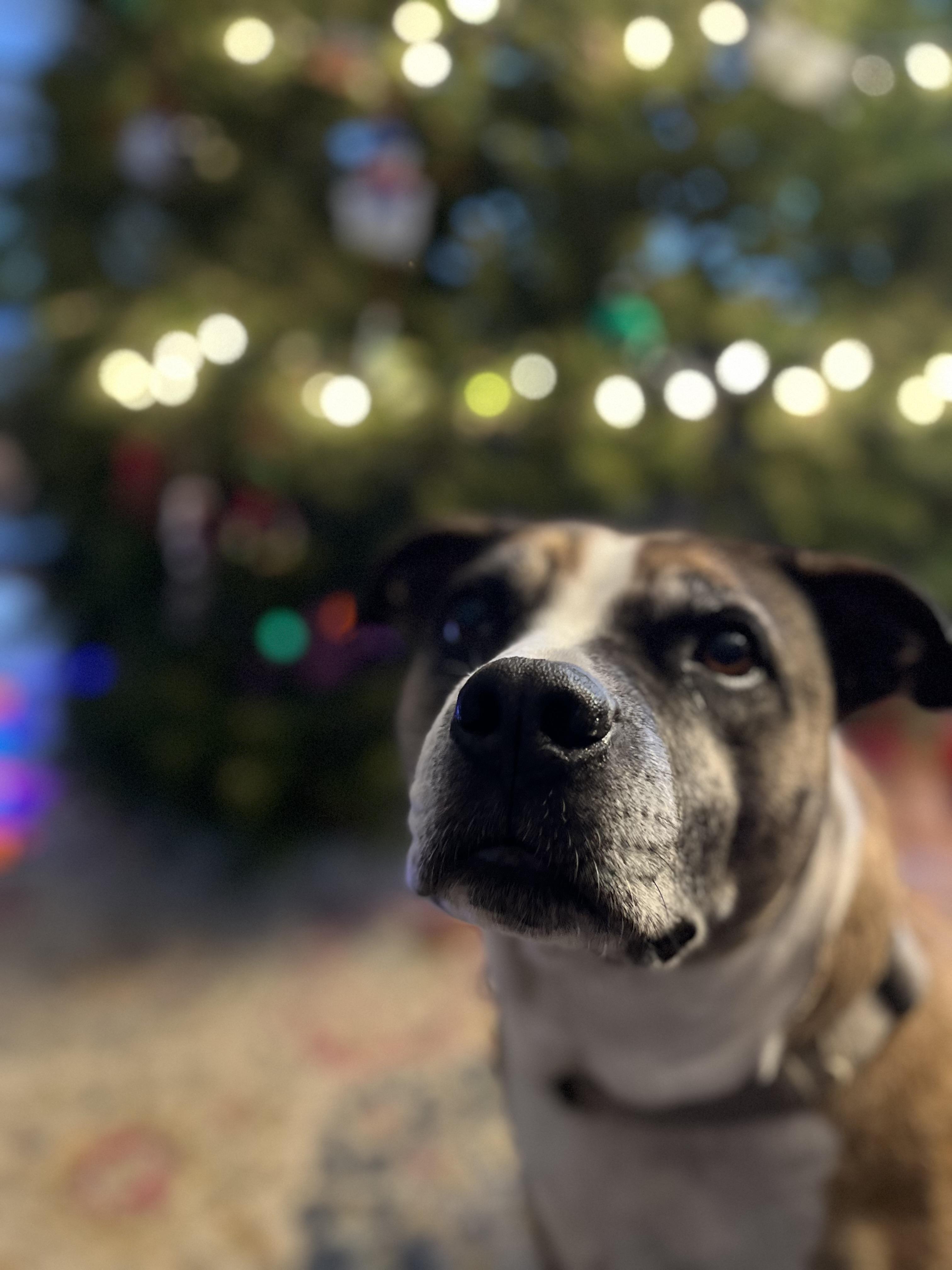 Kesha, a Adoptable mixed breed in Airville, PA image 3/5