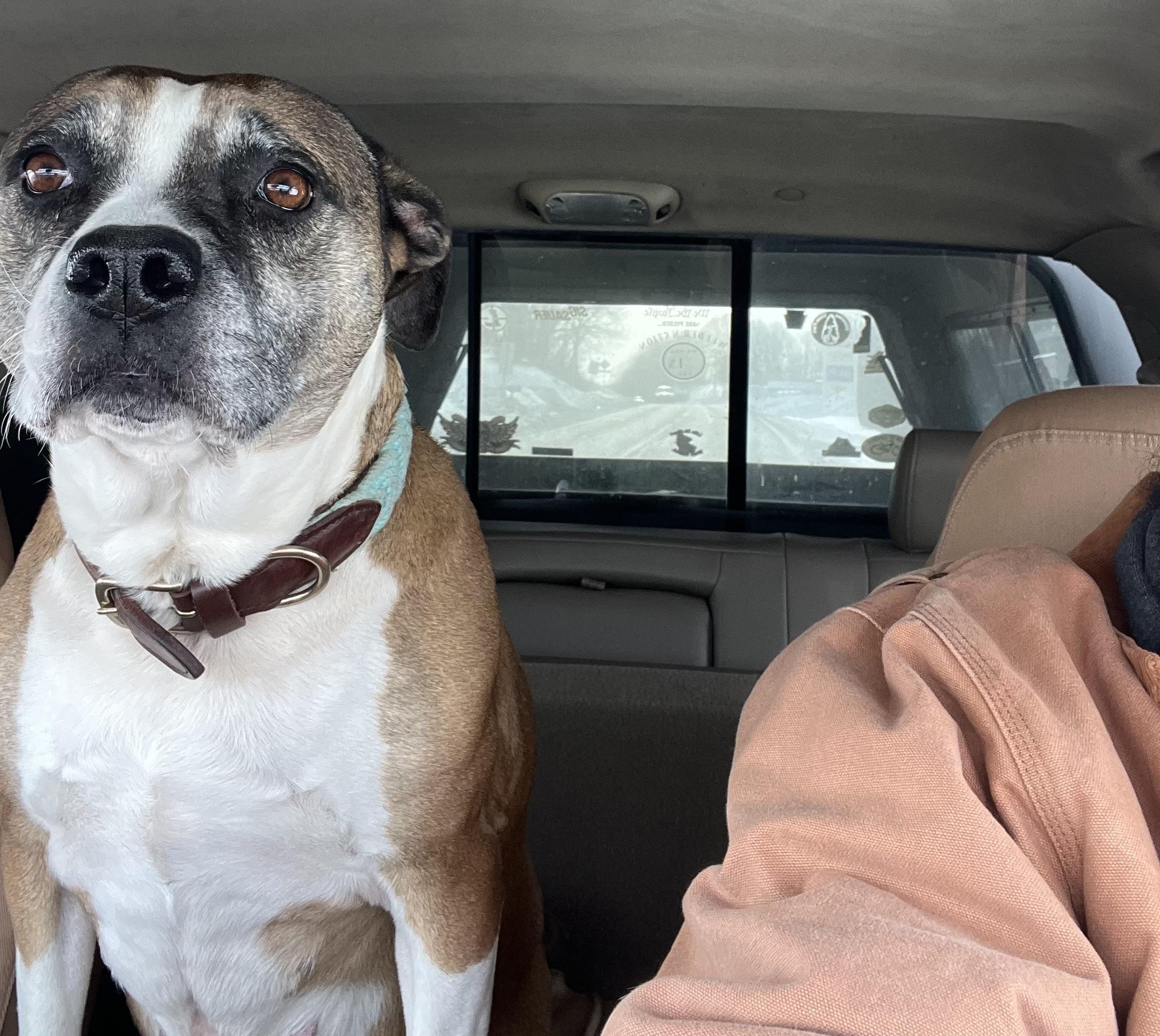 Enlarge Kesha, a Adoptable mixed breed in Airville, PA image 3/5